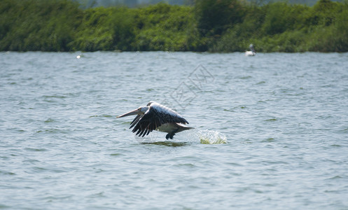 斑斑鹈鹕飞过湖背景