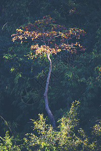 早晨日出热带森林与热带大树图片