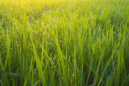 上午泰国稻田图片