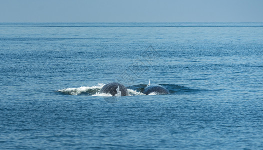 大鲸鱼小鲸鱼大白鲸游水,把水空气中呼气许多布莱德鲸鱼住泰国海湾背景