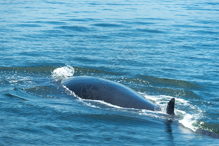 小鲸鱼分割线大白鲸游水,把水空气中呼气许多布莱德鲸鱼住泰国海湾背景