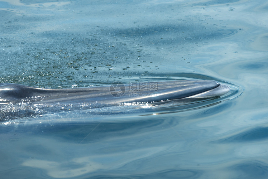 大白鲸游水,把水空气中呼气许多布莱德鲸鱼住泰国海湾图片