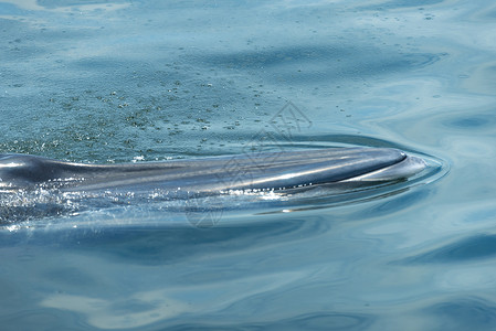 大白鲸游水,把水空气中呼气许多布莱德鲸鱼住泰国海湾高清图片