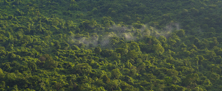 泰国的热带森林景观,早上的时间图片