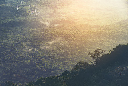 泰国的热带森林景观,早上的时间图片