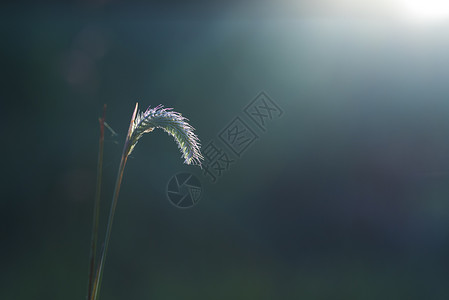 热带植物花卉森林深处图片