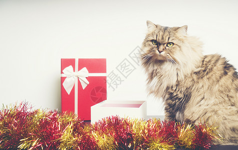 可爱的塔比小猫礼品盒里玩诞装饰图片