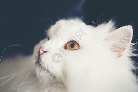 白猫猫科动物杂交猫高清图片