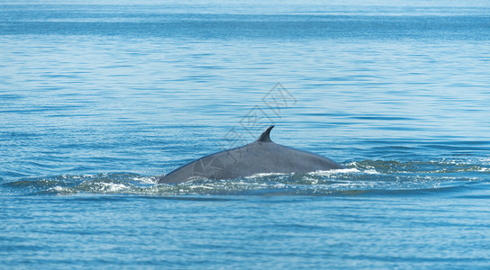 小鲸鱼分割线布莱德鲸鱼泰国湾背景
