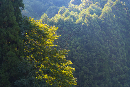 日本落叶林,用于背景壁纸的自然图片图片