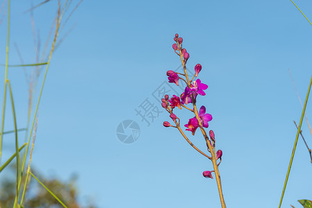 阳光下热带森林花卉的自然景观天然绿色植物景观背景壁纸图片