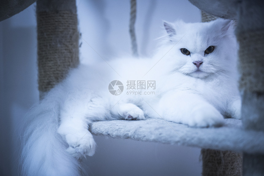 种长毛型家猫波斯猫图片