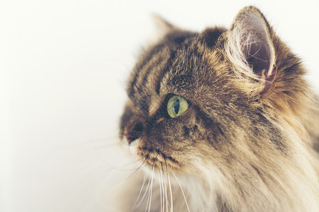 种长毛型家猫波斯猫背景图片