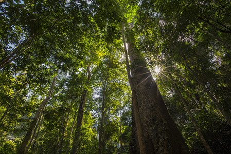 森林树木自然绿色木材背景图片