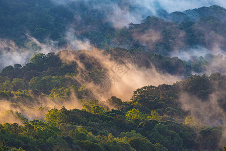 鸟瞰泰国热带森林图片
