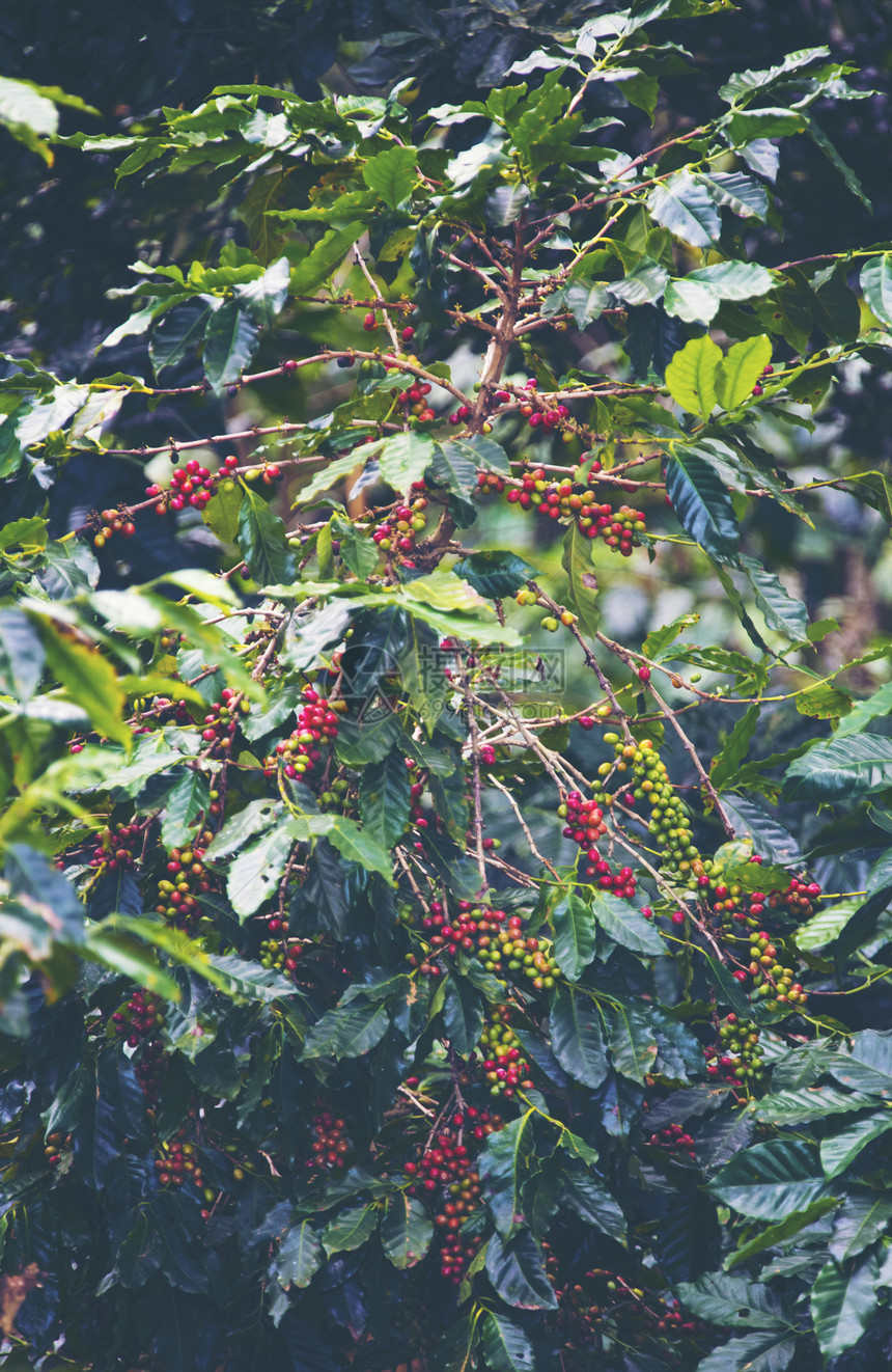 咖啡豆,咖啡树图片
