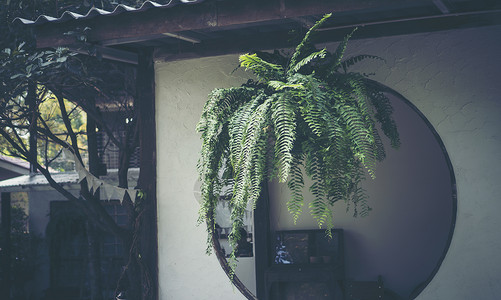 蕨类灌木挂阳台上,用来装饰阴凉的地方高清图片
