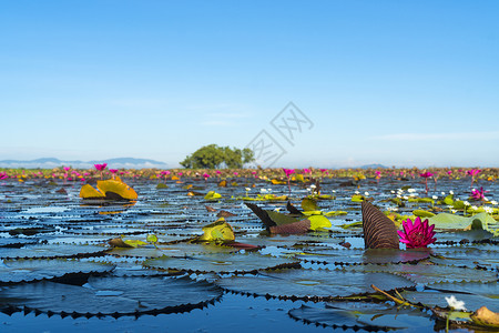 莲花热带湖,布恩博拉菲纳孔萨万,泰国图片
