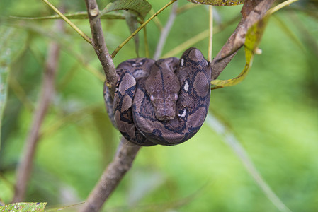 缩颈的pythonbivittatus背景