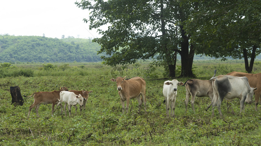 牛群aa的自然区域饲养的泰国图片