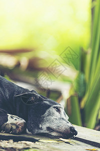 阴凉花园里的黑狗自然的高清图片