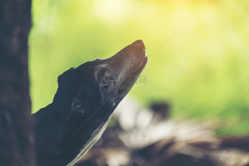 阴凉花园里的黑狗自然的图片