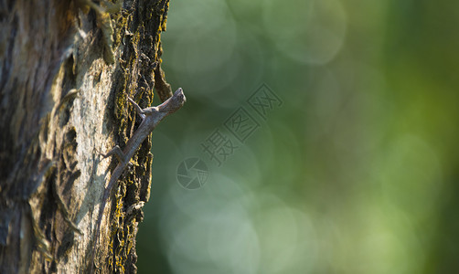 泰国Khaoyai公园树上的飞龙飞蜥图片
