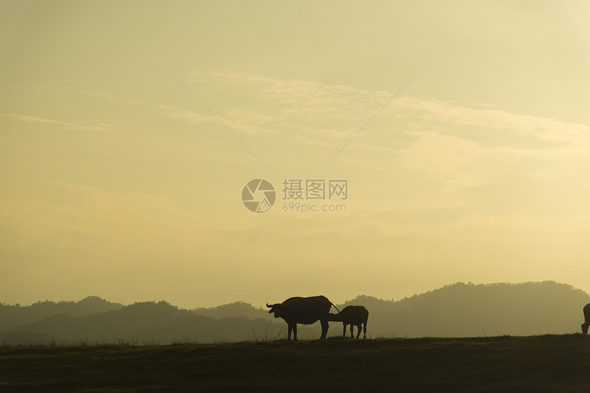 泰国农场里的群牛图片