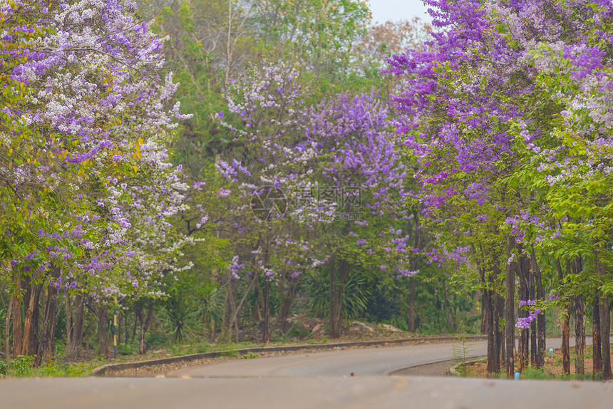 泰国热带树上五颜六色的花,亚洲的自然景色图片