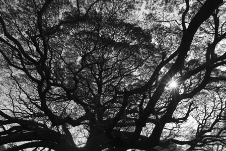 大树的树枝,黑白相间图片
