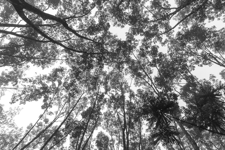 热带森林的黑白相间图片