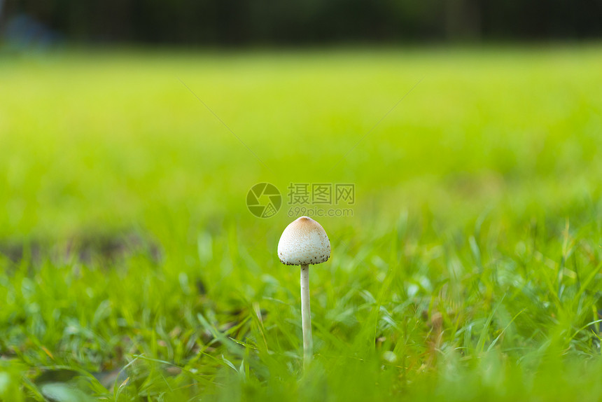绿色草原上的蘑菇图片