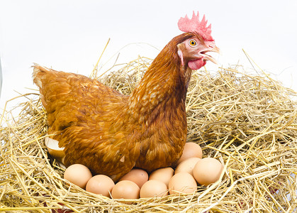 全身棕色鸡与鸡蛋分离白色背景图片