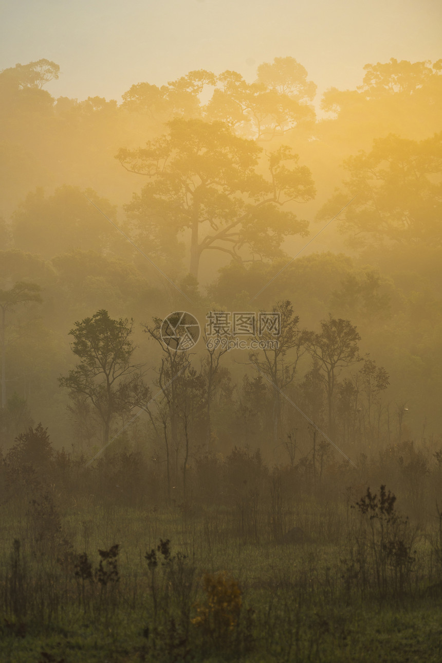 泰国森林中的热带日落图片