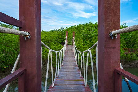 泰国红树林的自然小径图片