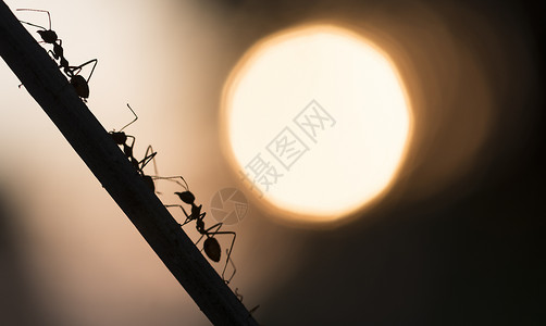 群蚂蚁满的驱避剂高清图片