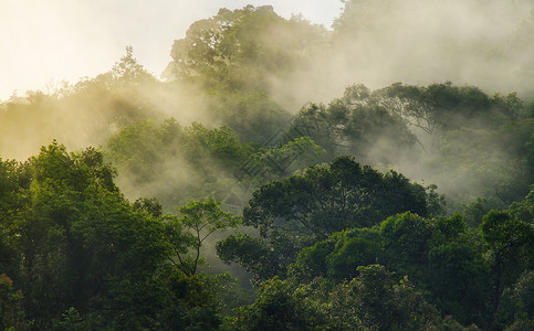 深热带森林,冠层树雾图片