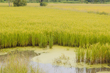 绿色,黄色稻田,泰国图片
