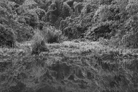 热带森林倒影水湖上的景观图片,黑白相间高清图片