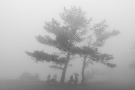 台湾自然小径台湾台北阳明山公园雾雨秋背景图片