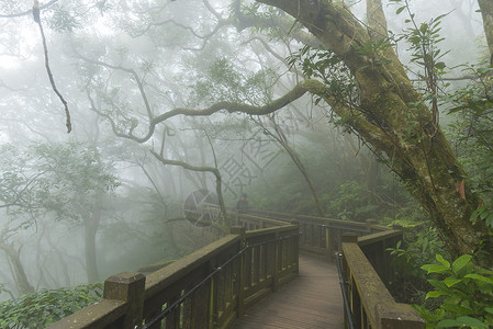 台湾自然小径台湾台北阳明山公园雾雨秋背景图片