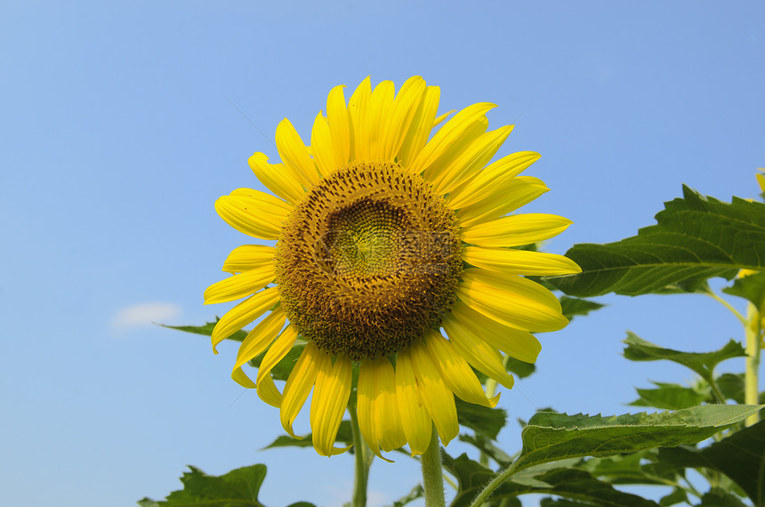 皇家Poinciana树DelonixRegia又称火焰树孔雀花图片