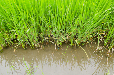 泰国的绿色稻田高清图片