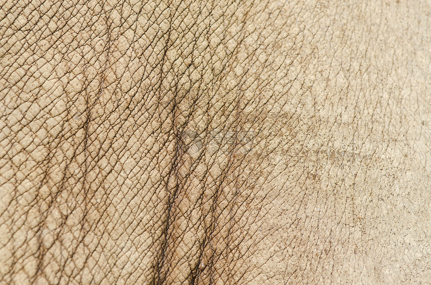 犀牛皮肤纹理背景图片