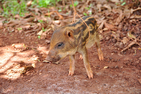 泰国猪场上的只可爱的猪图片
