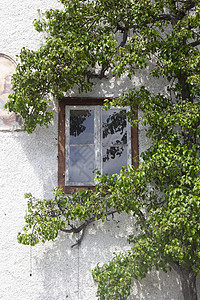 抽象植物壁背景,绿树植物格栅上抽象的植物墙背景,绿色的树树植物破旧的房子墙上抽象的植物墙背景,绿色的树树植物破旧的背景图片