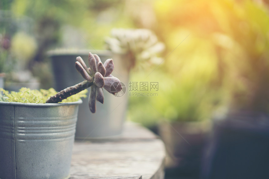 收集各种仙人掌肉质植物同的P收集各种仙人掌肉质植物同的盆盆栽仙人掌屋植物同的盆栽中收集各种仙人掌肉质图片