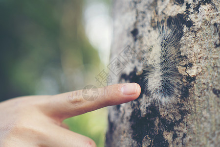 她手指上毛毛毛虫毛毛虫人的手上爬行毛毛虫人的手上爬行背景图片