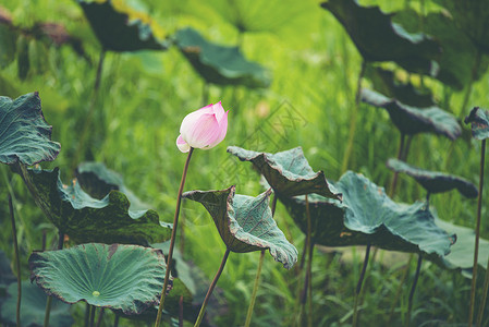 湖里的粉红色莲花图片