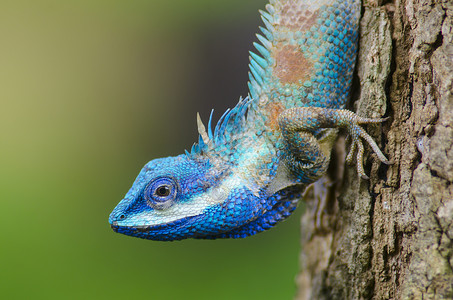 蓝色蜥蜴,大眼睛封闭的细节,就像小爬行动物,它的绘画身体上很好的细节背景